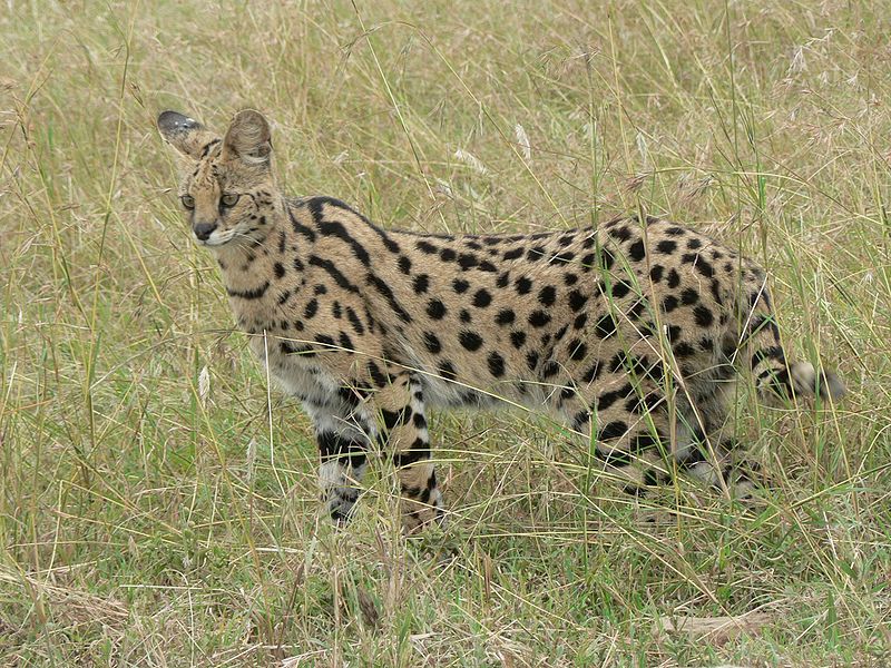 Ficheiro:Serval in Tanzania.jpg