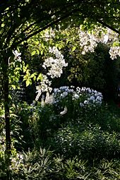 Photograph of white flowers in a garden. At the top, sprays of flowers hanging from branches are lit from behind. Beneath and behind those flowers are others that are in the shadows.