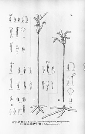 Skeptrostachys rupestris fig. I and II