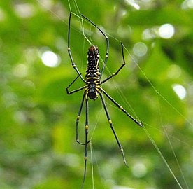 Northern Golden Orb Weaver Nephila pilipes found in Kalenjimale