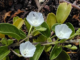 Jacquemontia ovalifolia