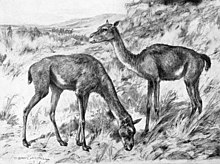 A drawing of two early camels