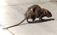 Ethiopian Amphibious Rat