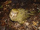 Foto av en ettårig kakapo på Codfish Island.