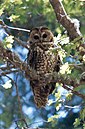 The Withington Wilderness contains critical habitat for the threatened Mexican spotted owl.
