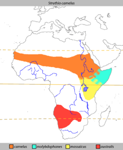 The present-day distribution of ostriches.