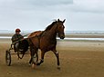 Un cheval de courses (trotteur) tractant son entraîneur assis sur son sulky à Utah-Beach, dans le département de la Manche.