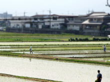 A Japanese rice field in Nara TawaramotoRiceField.png