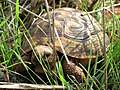 Photographie couleur d'une tortue.