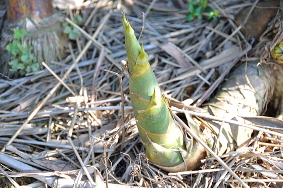 How to Cook Fresh Bamboo Shoots 