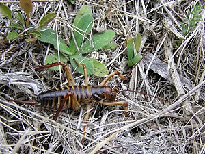 Hemideina crassidens