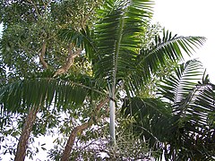 Veitchia arecina (Montgomery Palm)