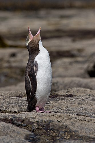 Кричащий великолепный пингвин (Megadyptes antipodes) на берегу залива Курио (Новая Зеландия)