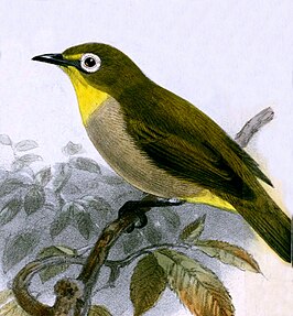 Anjouanbrilvogel