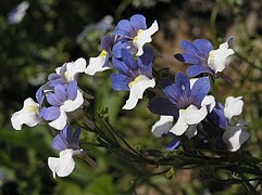 Nemesia strumosa 'KLM'