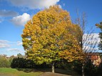 Freistehende Hainbuche im Herbst