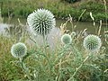 Echinops exaltatus