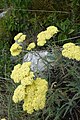 Achillea filipendulina