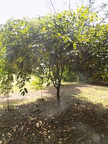 "Afrostyrax lepidophyllus". Jardin botanique de Limbé, Southwest Region, Cameroon