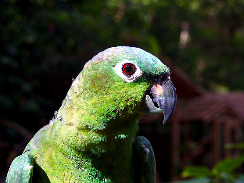 800px-Amazona_farinosa_-Macaw_Mountain_Bird_Park-8b.jpg