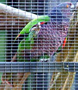 The Imperial Amazon parrot is featured on the national flag of Dominica, making it the only national flag in the world with a violet or purple color.