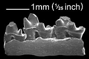 Lower jaw with three teeth