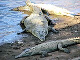 Crocodylus acutus