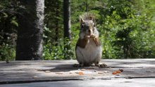 Файл: Белка американская (Tamiasciurus hudsonicus) .webm