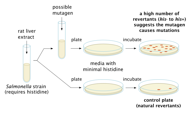 Ames test