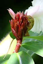 Miniatura para Jardín botánico de Dominica