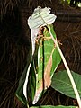 Гнездо из листьев муравьёв-ткачей, Таиланд