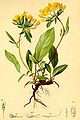 Anthyllis alpestris (Schult.) Kit.