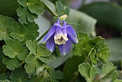 Kough damawynn gwynsell (Aquilegia flabellata)