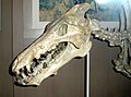 Archaeotherium