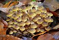 Armillaria mellea