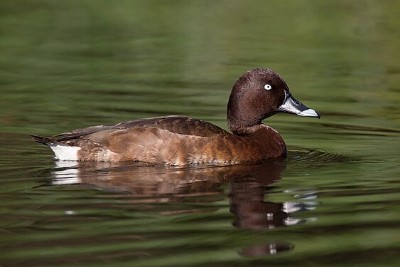 Aythya australis (hardhead), male