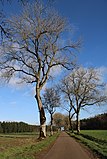 La D290, route bordée d'arbres menant à Balesmes-sur-Marne.