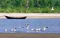 Birds at beach