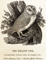 History of British Birds. Томас Бевік. Жовта сова, 1847