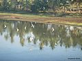 Birds at lake