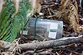 A "hair trap", to capture hairs from long-footed potoroos, for DNA identification.