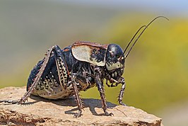 Bradyporus macrogaster