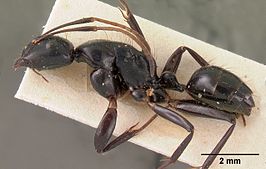 Camponotus mocquerysi