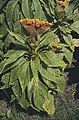 Celosia cristata