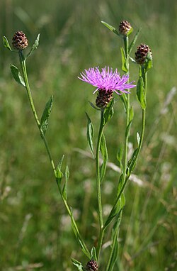 Pļavas dzelzene (Centaurea jacea)