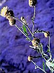 Centaurea tauromenitana.jpg