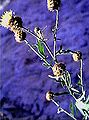 Centaurea tauromenitana