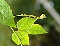 Œufs sur une Passiflora foetida