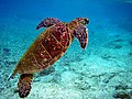 Image 34Green sea turtle swimming towards surface (from Funafuti Conservation Area)