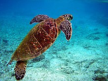 Photo of turtle swimming towards surface with diver in background
